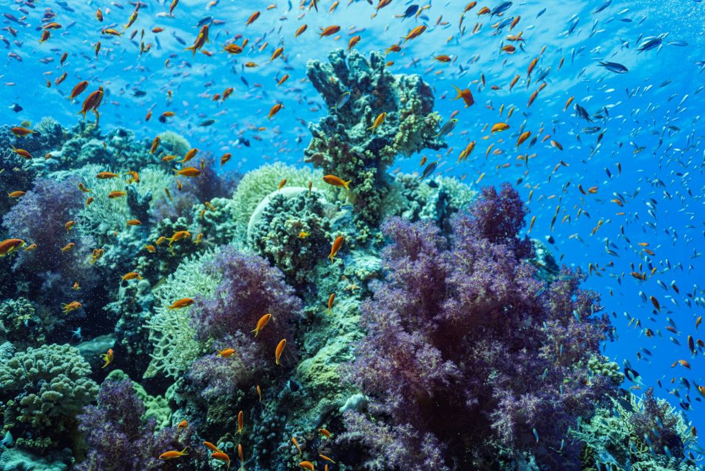 Best Time for a Komodo Cruise
