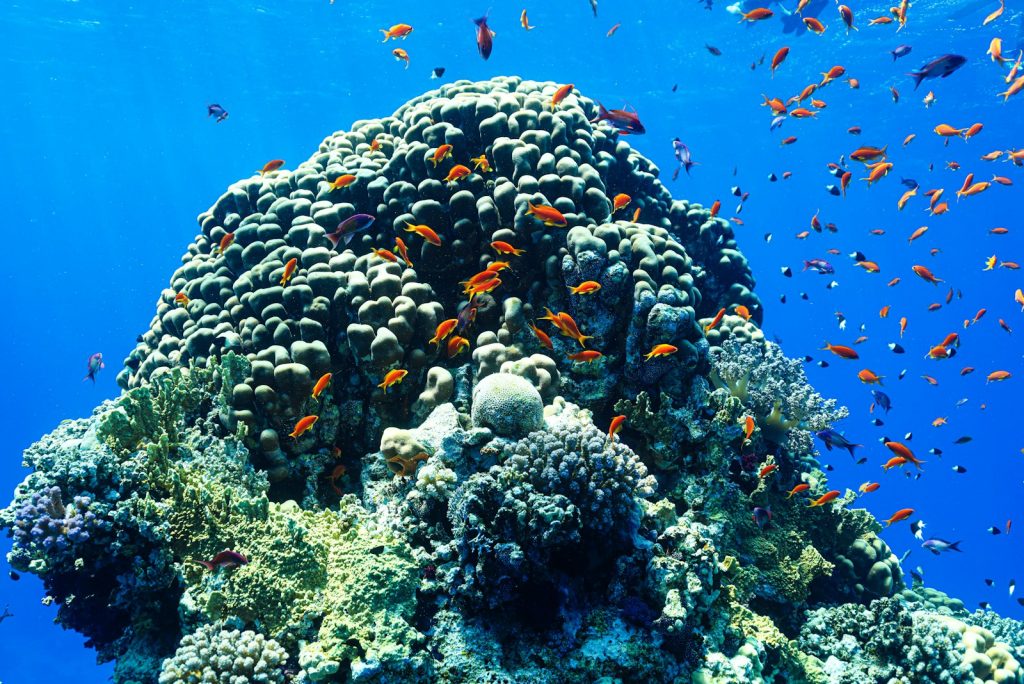 How to Choose a Komodo Cruise
