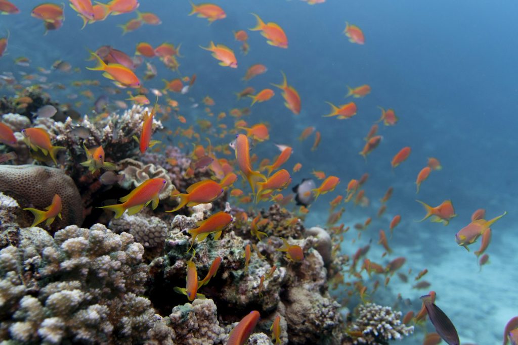 How Many Days for a Komodo Cruise?