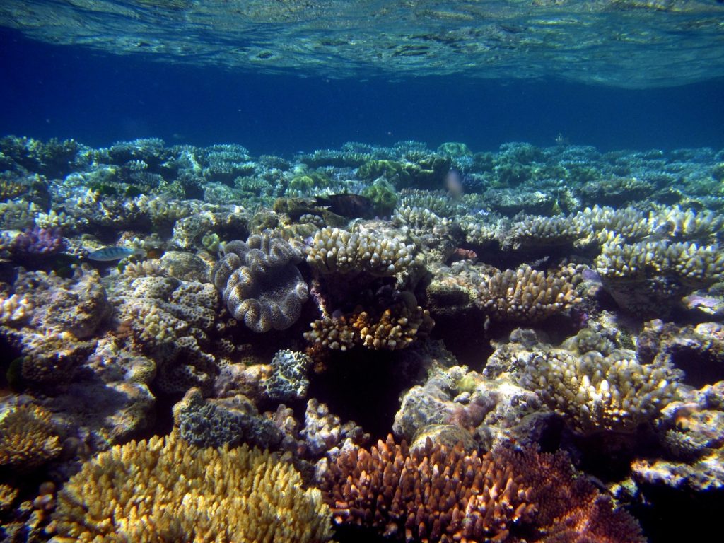 Is a Komodo Cruise Worth It?
