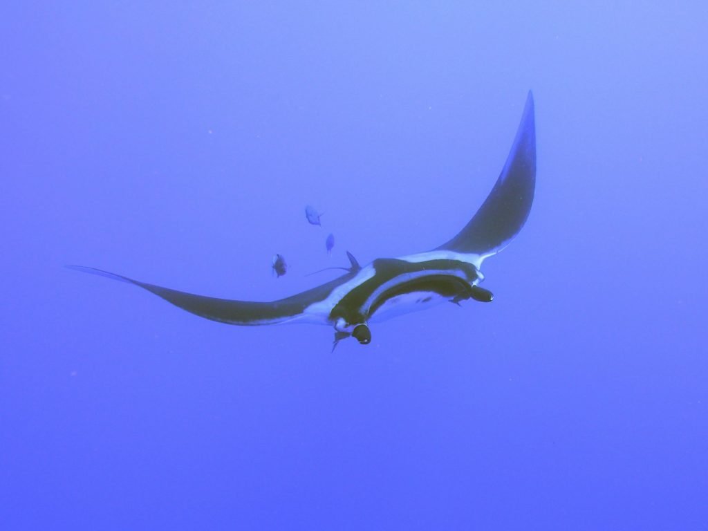 A Komodo Cruise for Beginner Divers