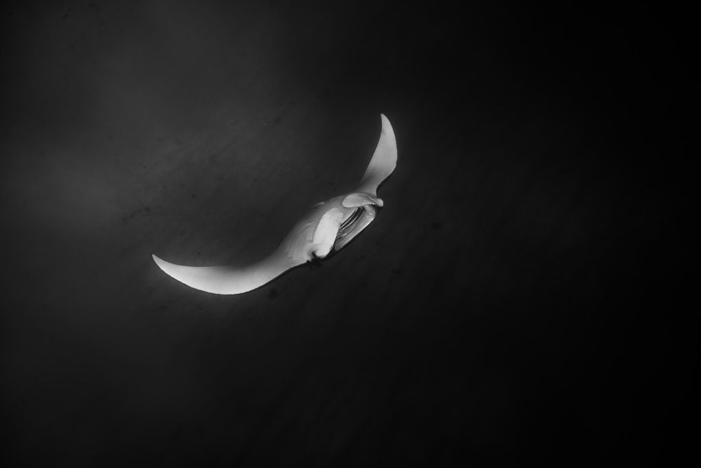 Diving & Snorkelling with Manta Rays on a Komodo Cruise
