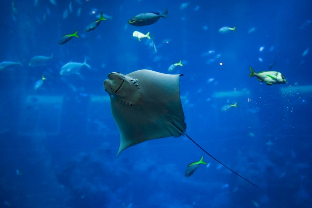 A Komodo Cruise for Non-Divers & Snorkellers