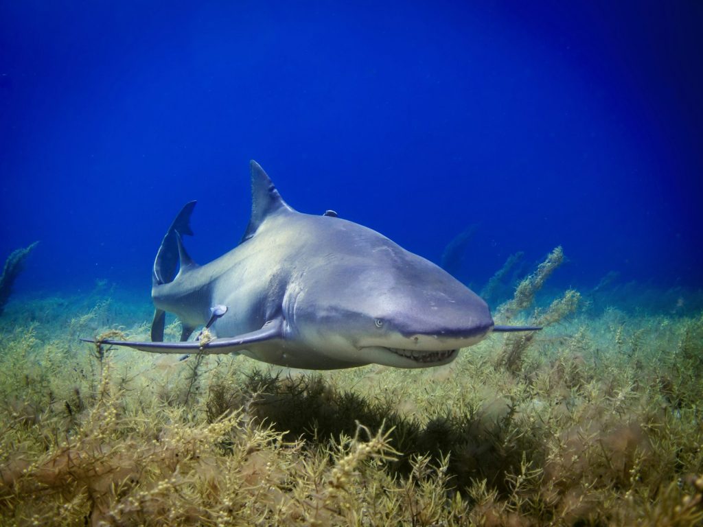 Komodo Cruise & Seasickness: What to Know