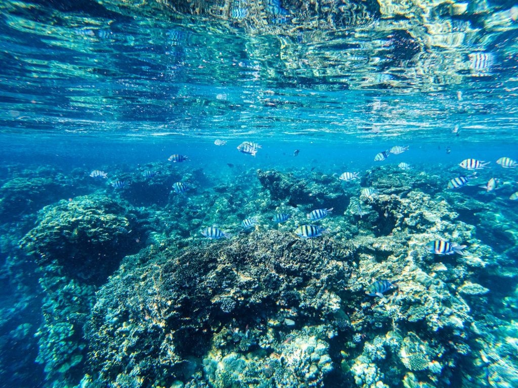 Underwater coral reef with striped fish swimming.